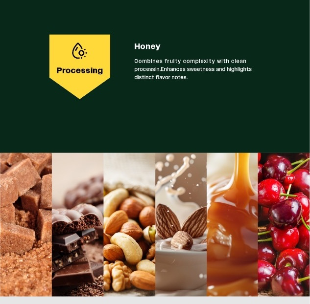 02_Honey_Processing_and_Flavor_Notes.webp